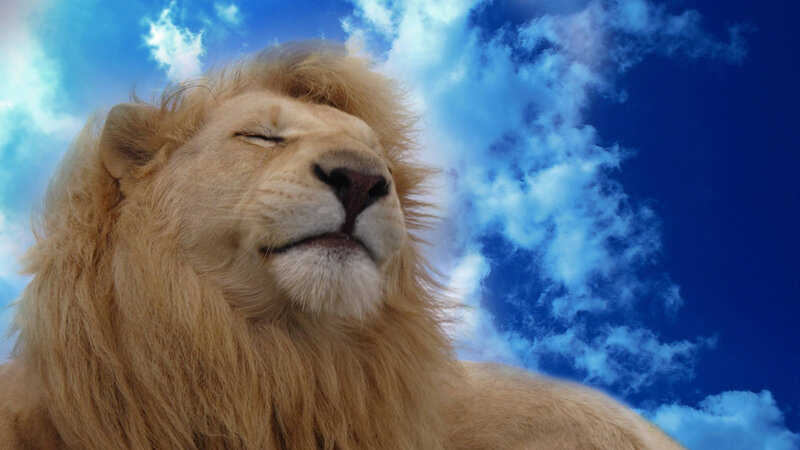 Lion with Closed Eyes — Blue, Serene