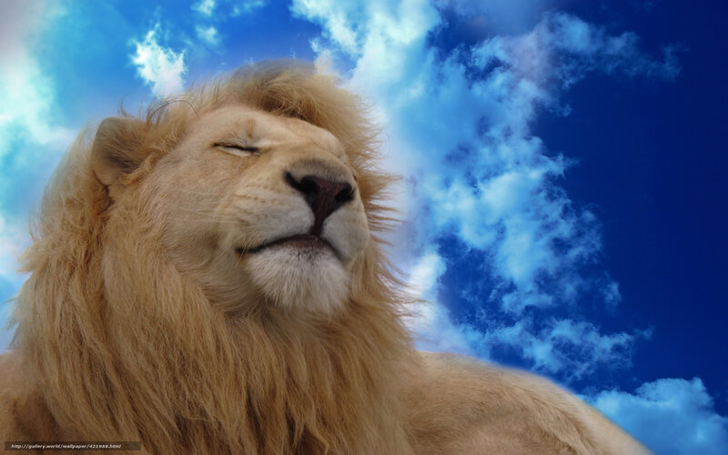 Lion with closed eyes
