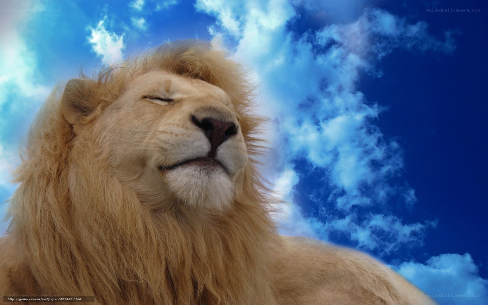 Lion with closed eyes