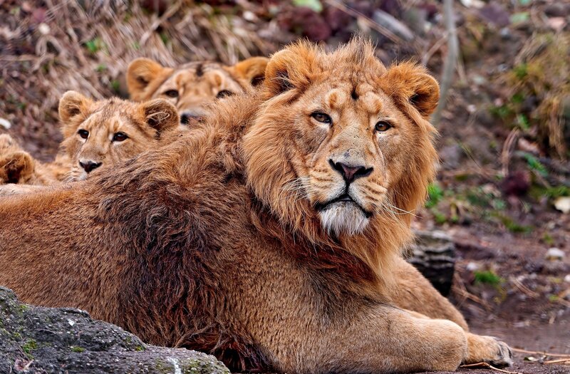 Lion with Cubs — Brown, Calm