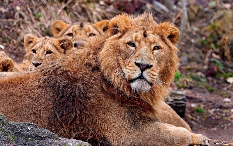 Lion with Cubs — Brown