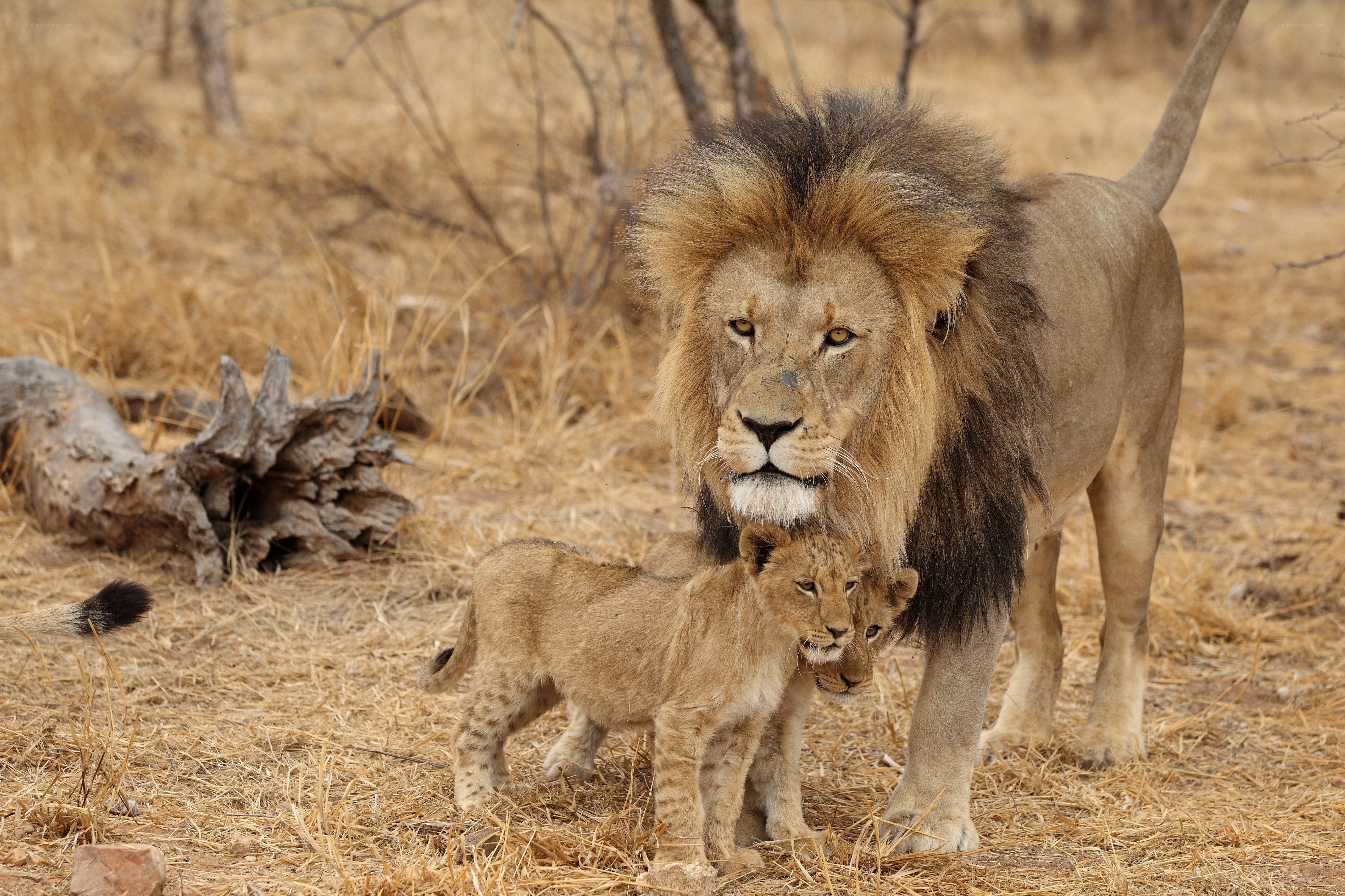 Lion with cubs in savanna