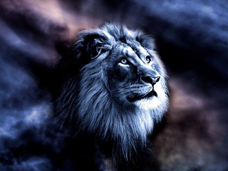 Lion with Dark Mane — Blue, Dramatic