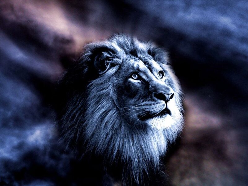Lion with Dark Mane — Blue