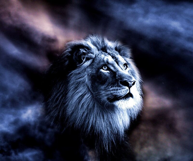 Lion with Dark Mane