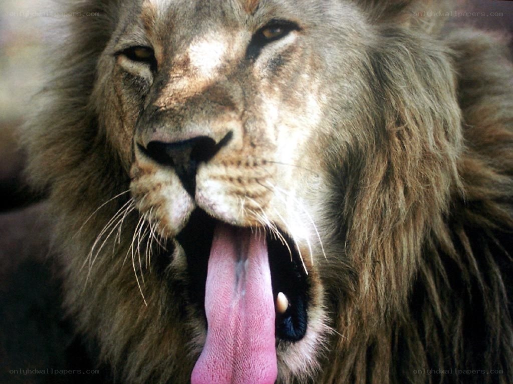 lion with extended tongue