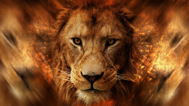 Lion with Fiery Background
