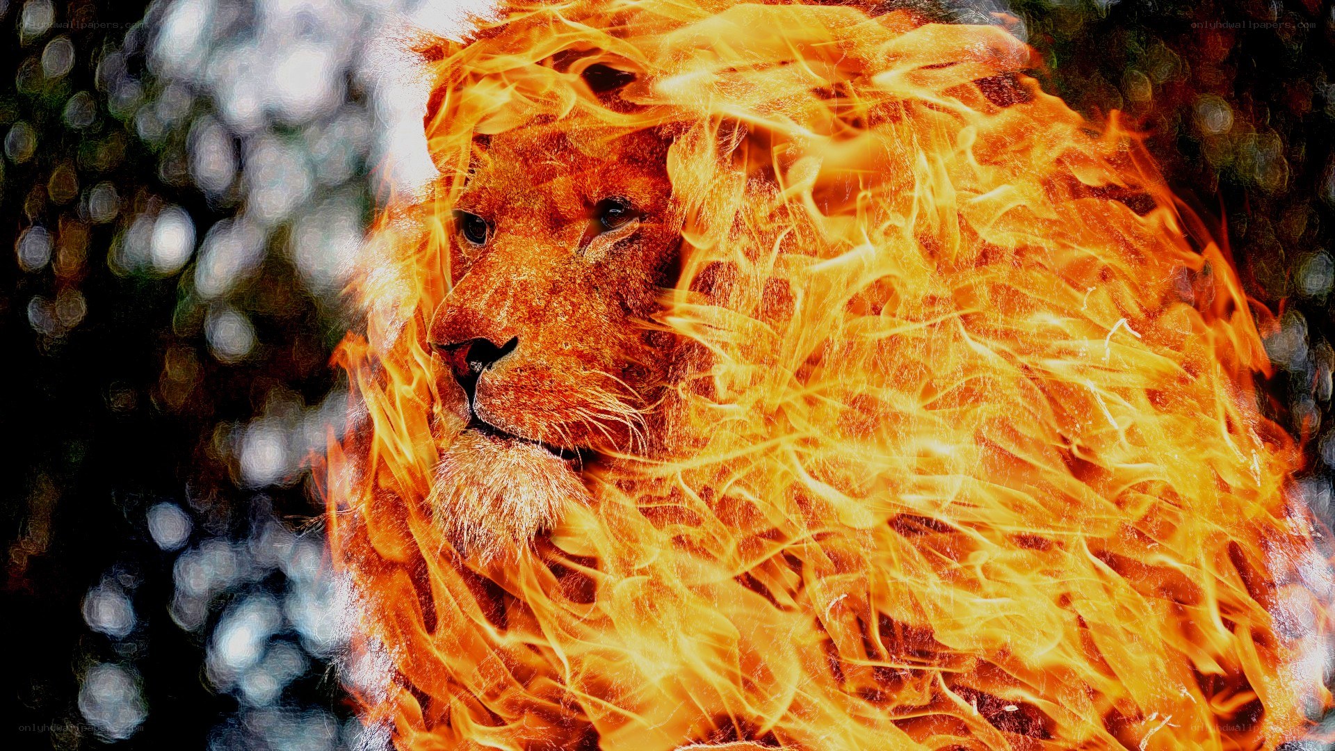 lion with fiery mane