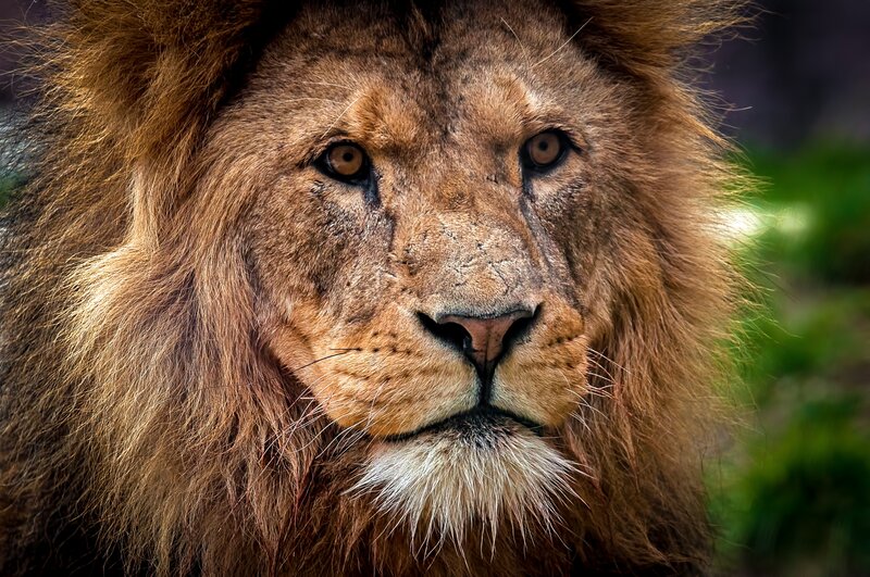 Lion with Full Mane