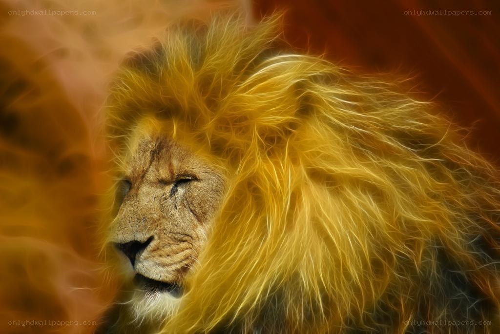Lion with golden mane