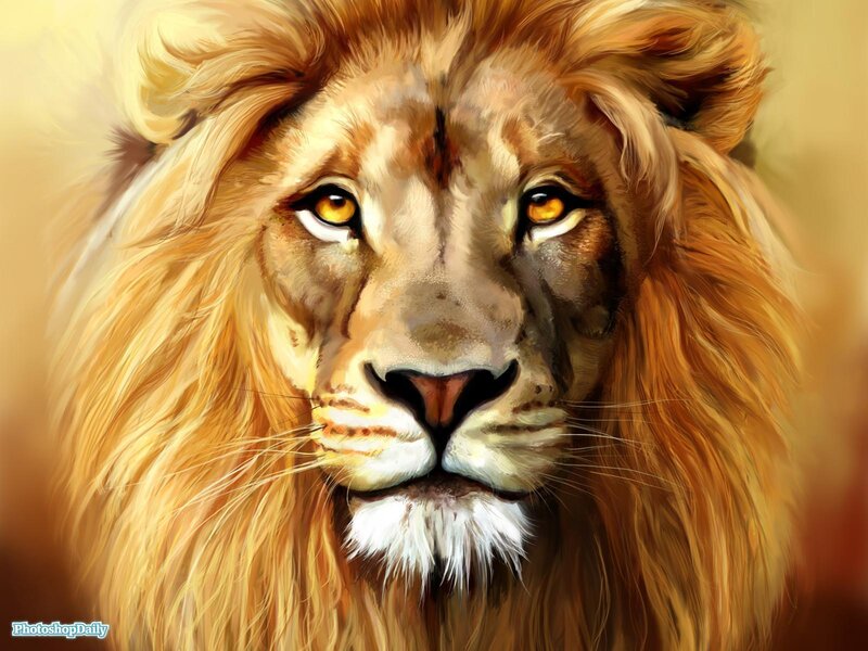 Lion with golden mane
