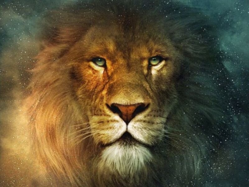 Lion with green eyes