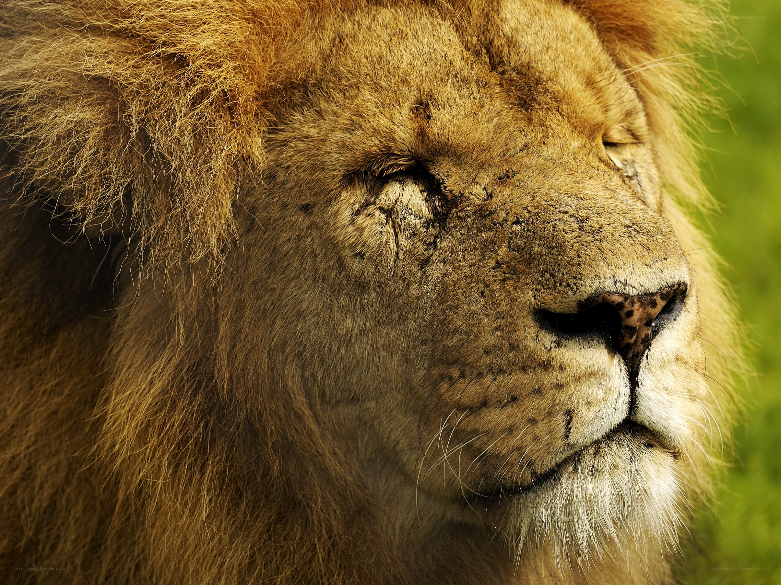 Lion with injured eye