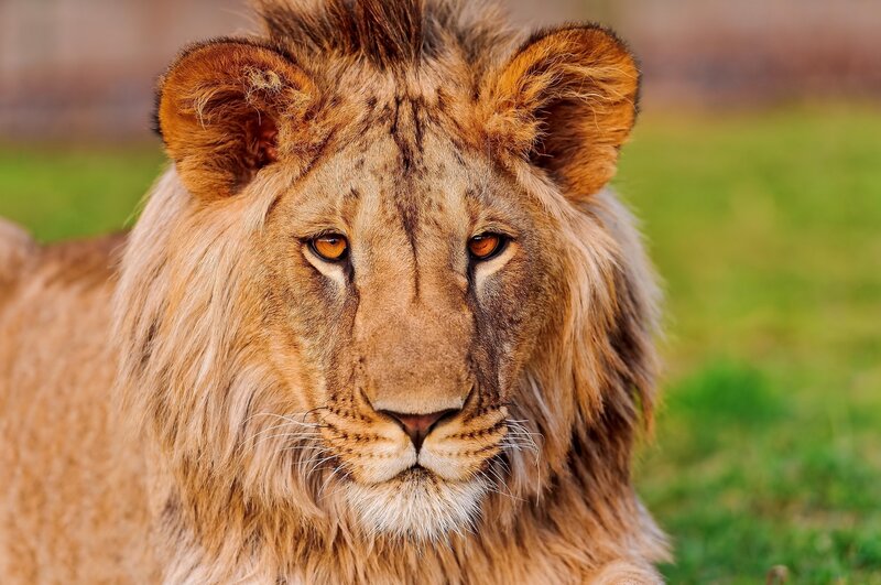 Lion with intense gaze