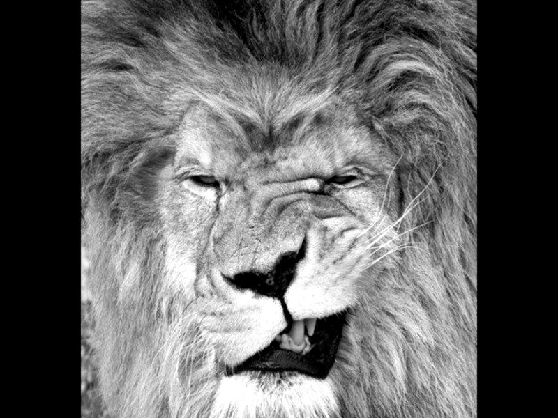 Lion with Mane — Black, Intense