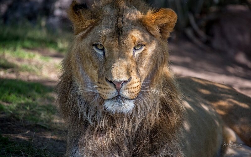 Lion with Mane — Brown, Calm, Afternoon, Photograph, Grass