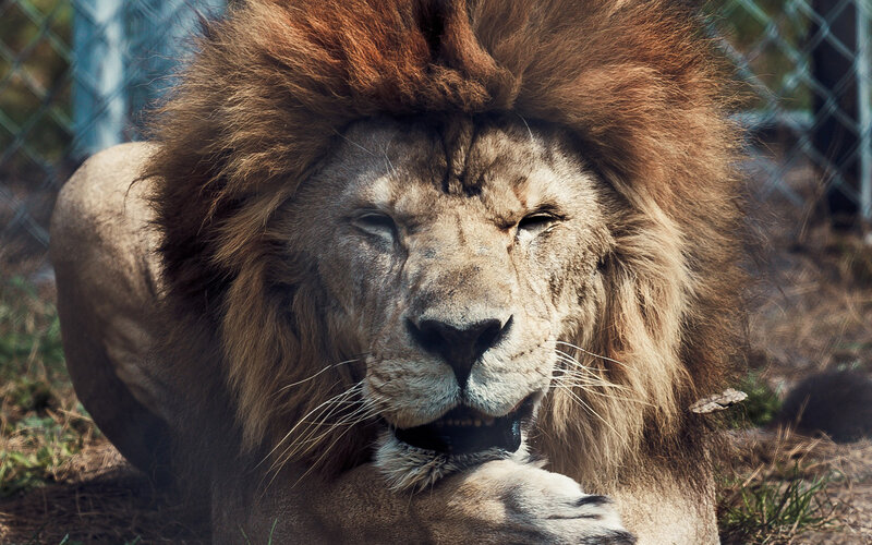 Lion with Mane — Brown, Calm, Afternoon, Photograph