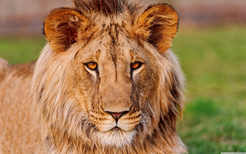Lion with Mane — Brown, Calm, Afternoon