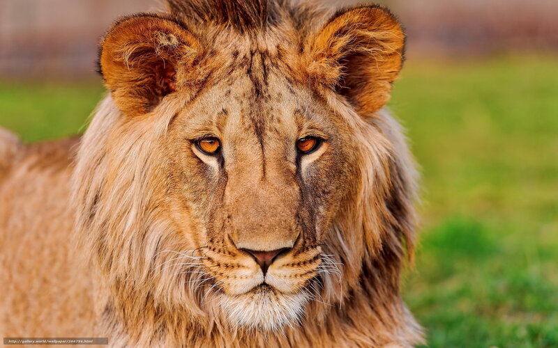 Lion with Mane — Brown, Calm, Photograph, Grass