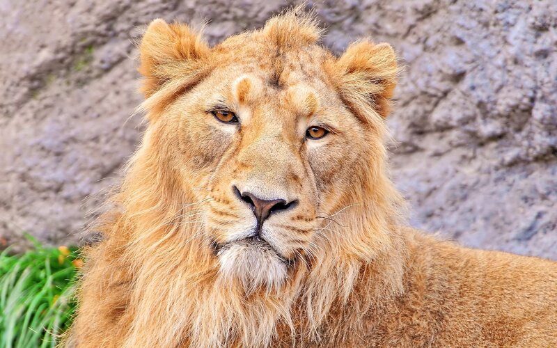 Lion with Mane — Brown, Calm, Photograph, Rock Wall
