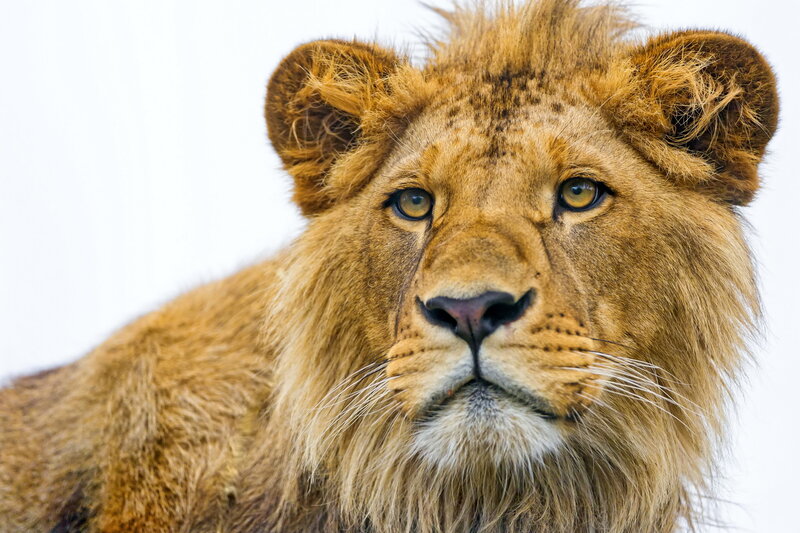 Lion with Mane — Brown, Calm, Photograph