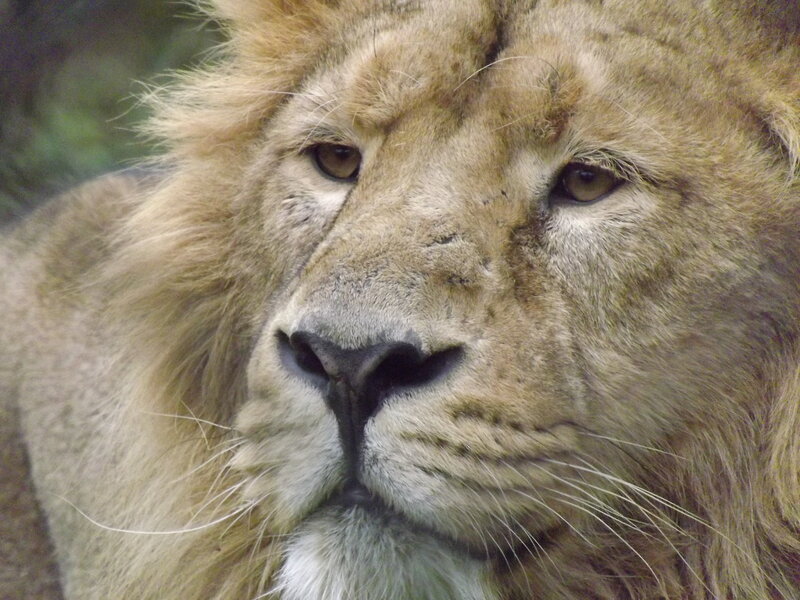 Lion with Mane — Brown, Calm, Photograph, Whiskers