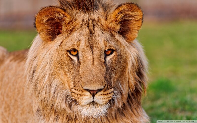 Lion with Mane — Brown, Calm