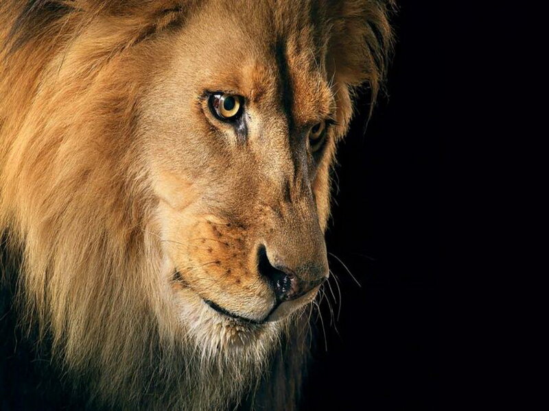 Lion with Mane — Brown, Dramatic, Photograph, Eye