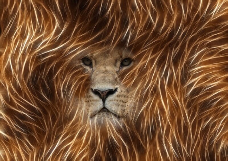 Lion with Mane — Brown, Intense, Photograph