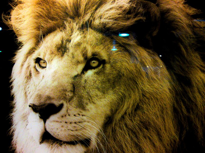 Lion with Mane — Brown, Intense
