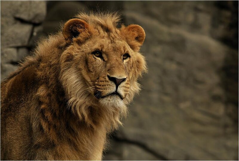 Lion with Mane — Brown, Serious