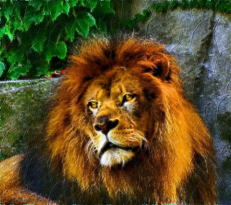Lion with Mane — Brown