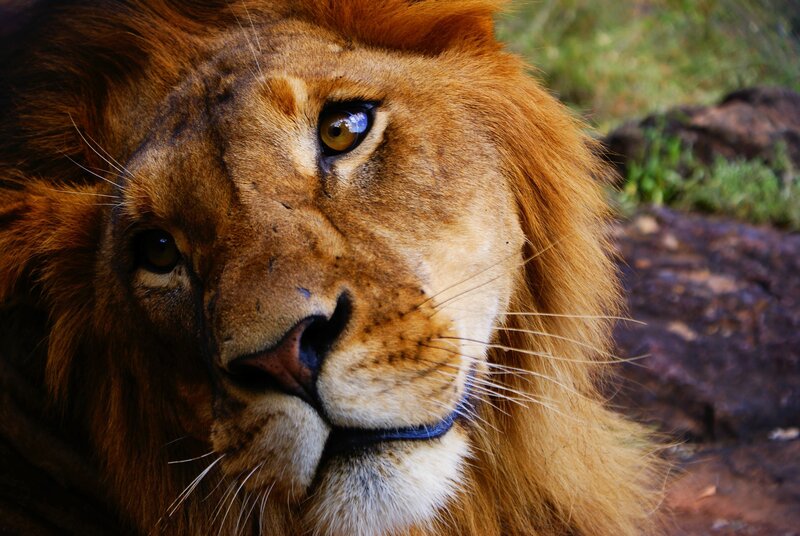Lion with Mane