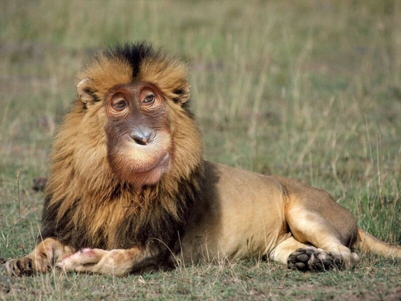 Lion with Monkey Face