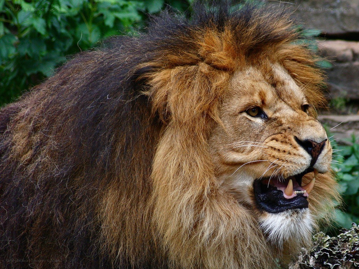 Lion with open mouth