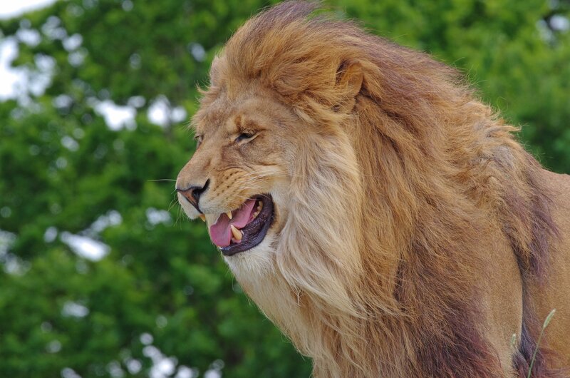 Lion with open mouth