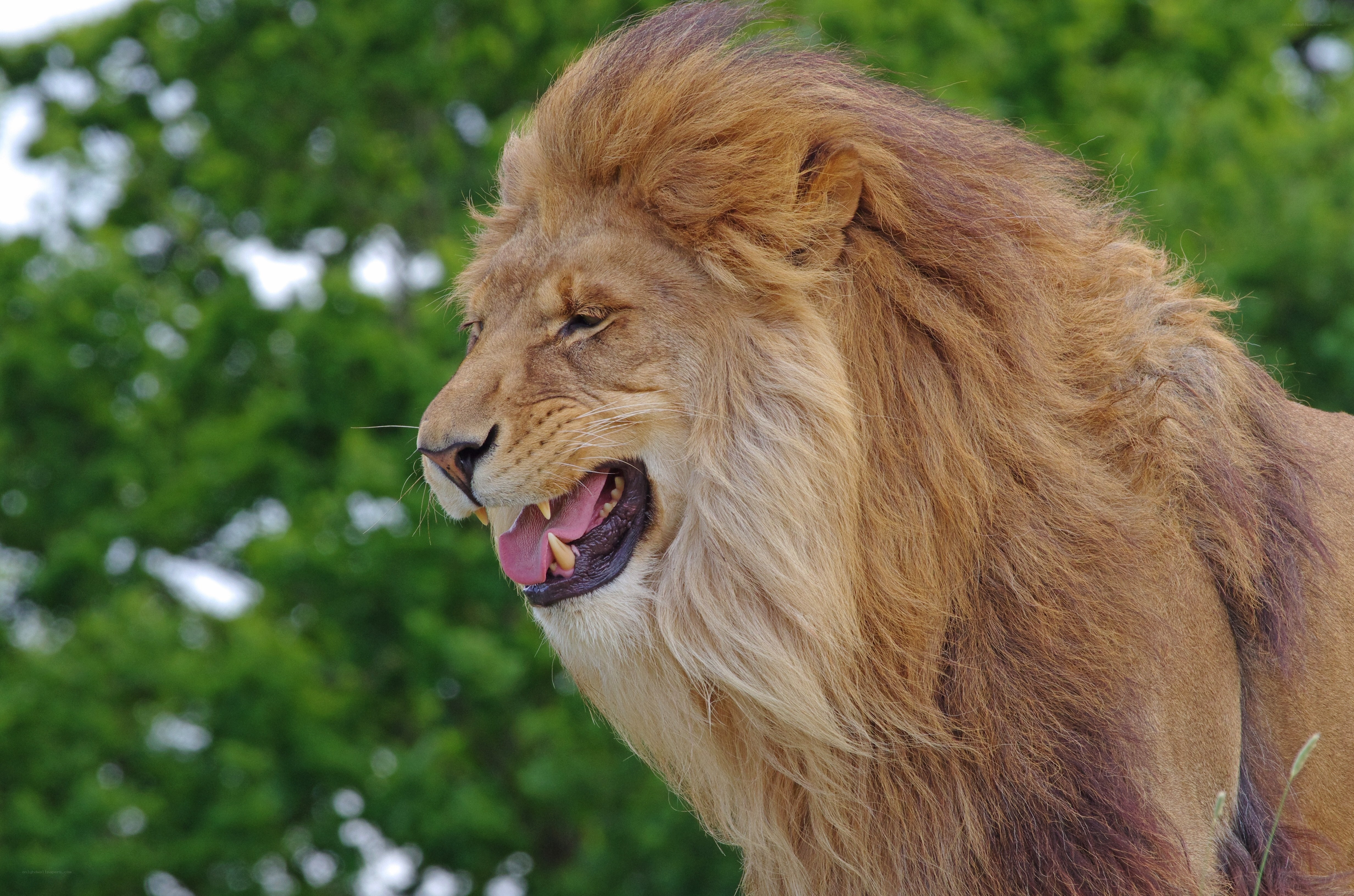 Lion with open mouth