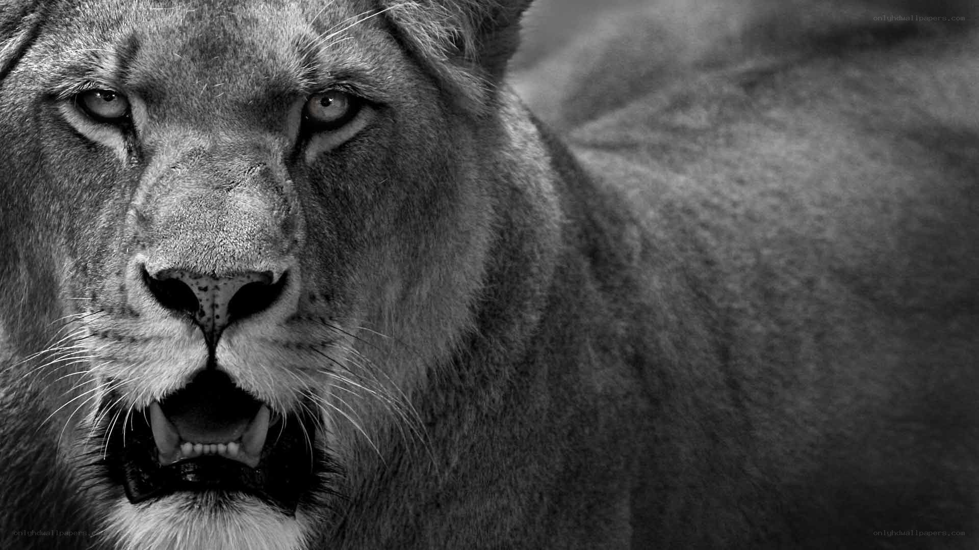 lion with open mouth
