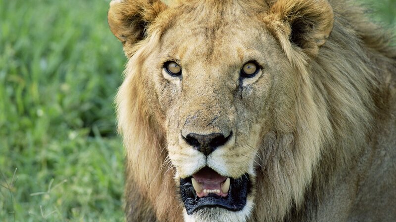 Lion with open mouth