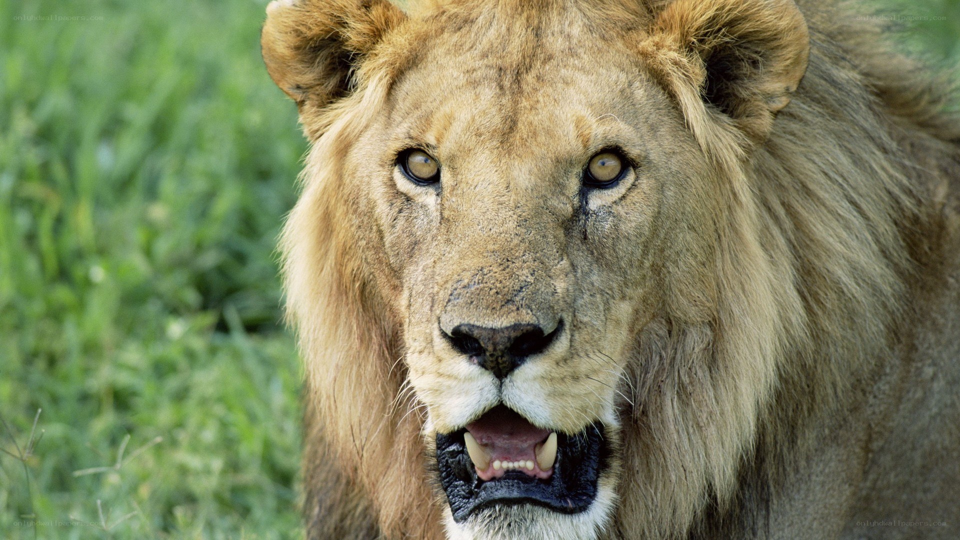 Lion with open mouth