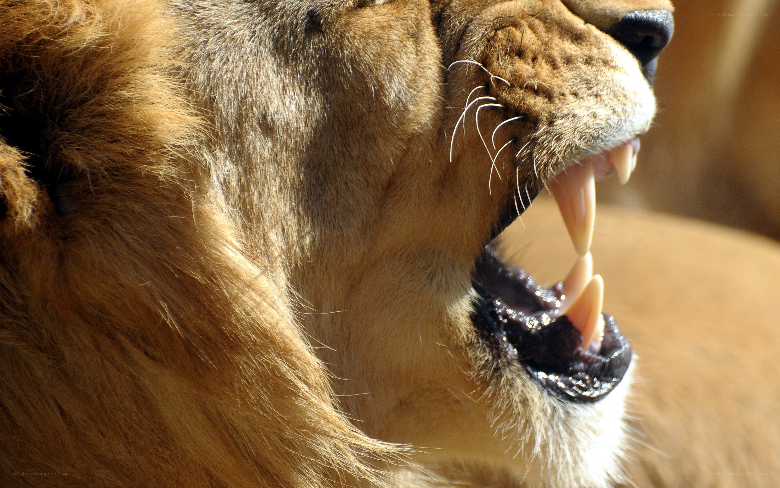 lion with open mouth