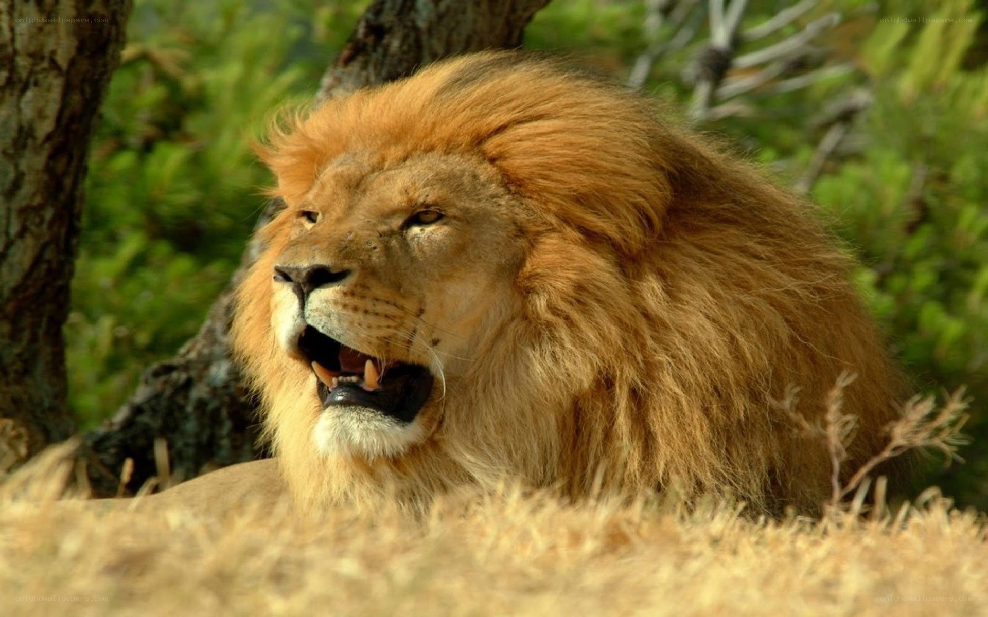 Lion with open mouth