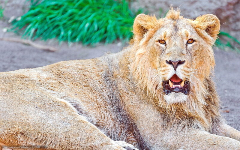 Lion with Open Mouth — Brown, Alert