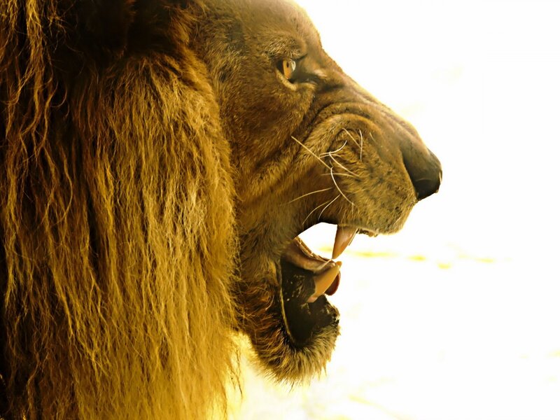 Lion with Open Mouth — Brown, Dramatic, Photograph