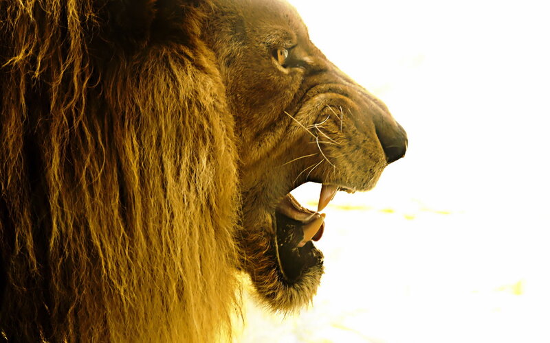 Lion with Open Mouth — Brown, Dramatic