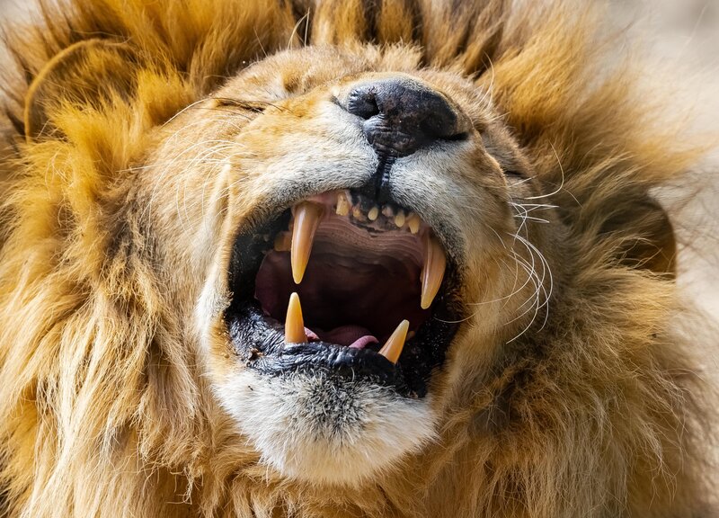 Lion with Open Mouth — Brown, Intense, Photograph, Furry Mane
