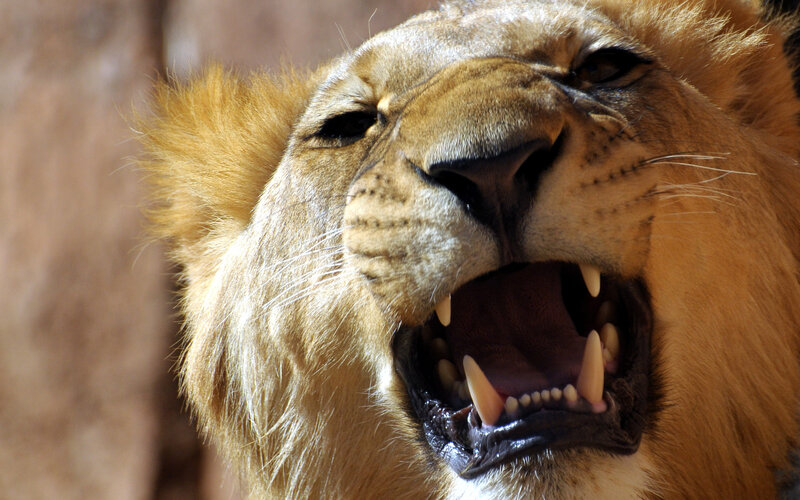 Lion with Open Mouth — Brown, Intense, Photograph