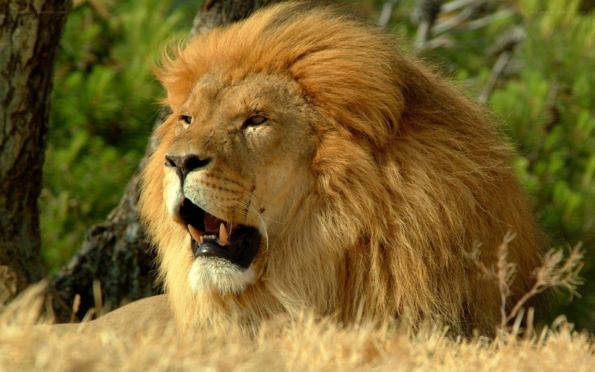 Lion with open mouth