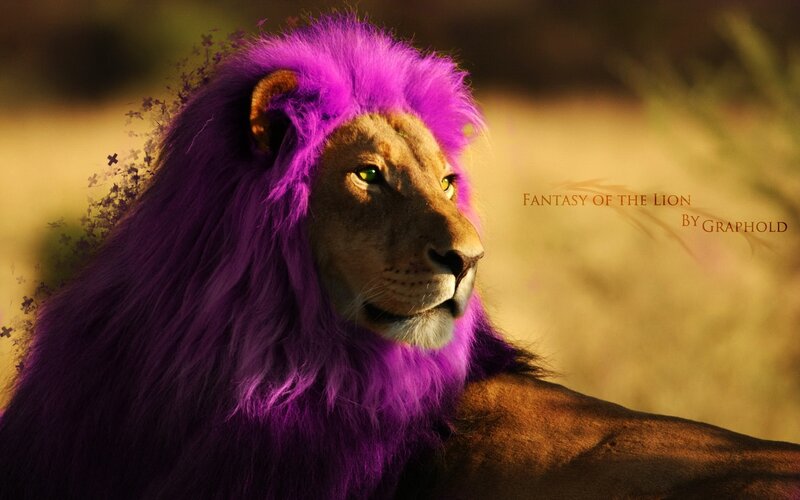 Lion with Purple Mane