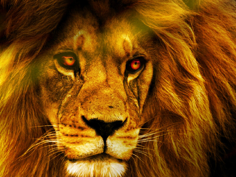 Lion with Red Eyes